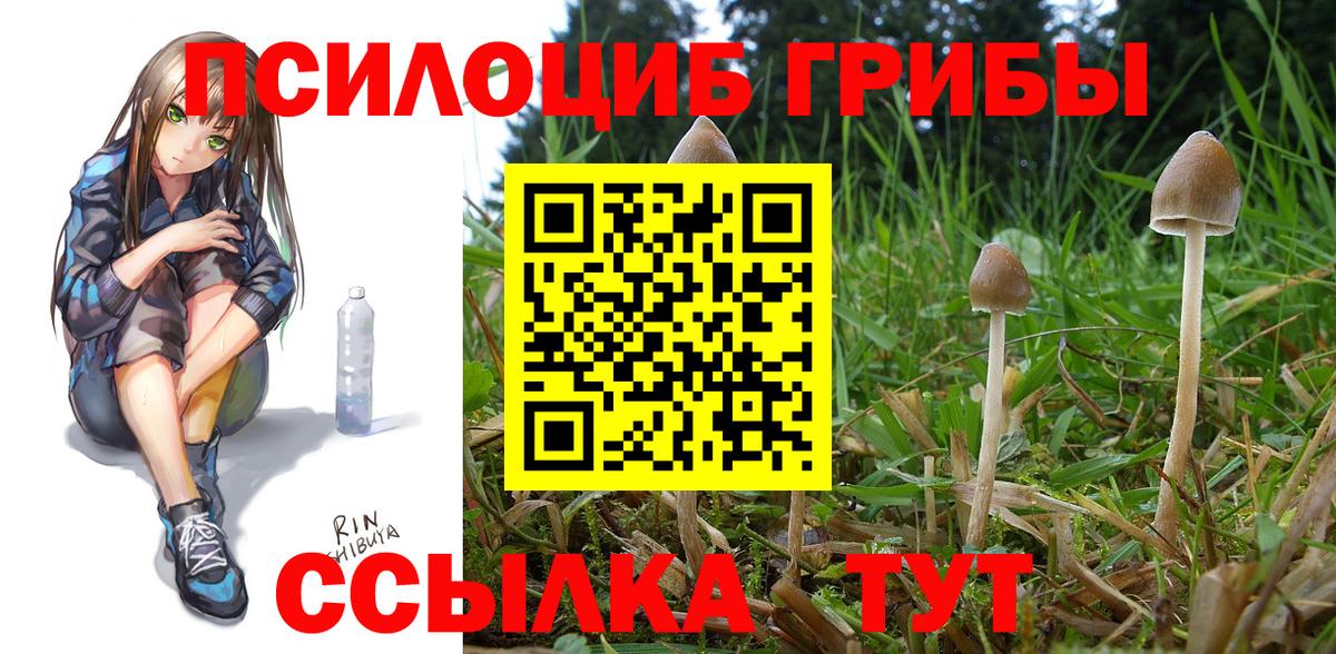 Псилоцибиновые грибы Psilocybine cubensis Армавир